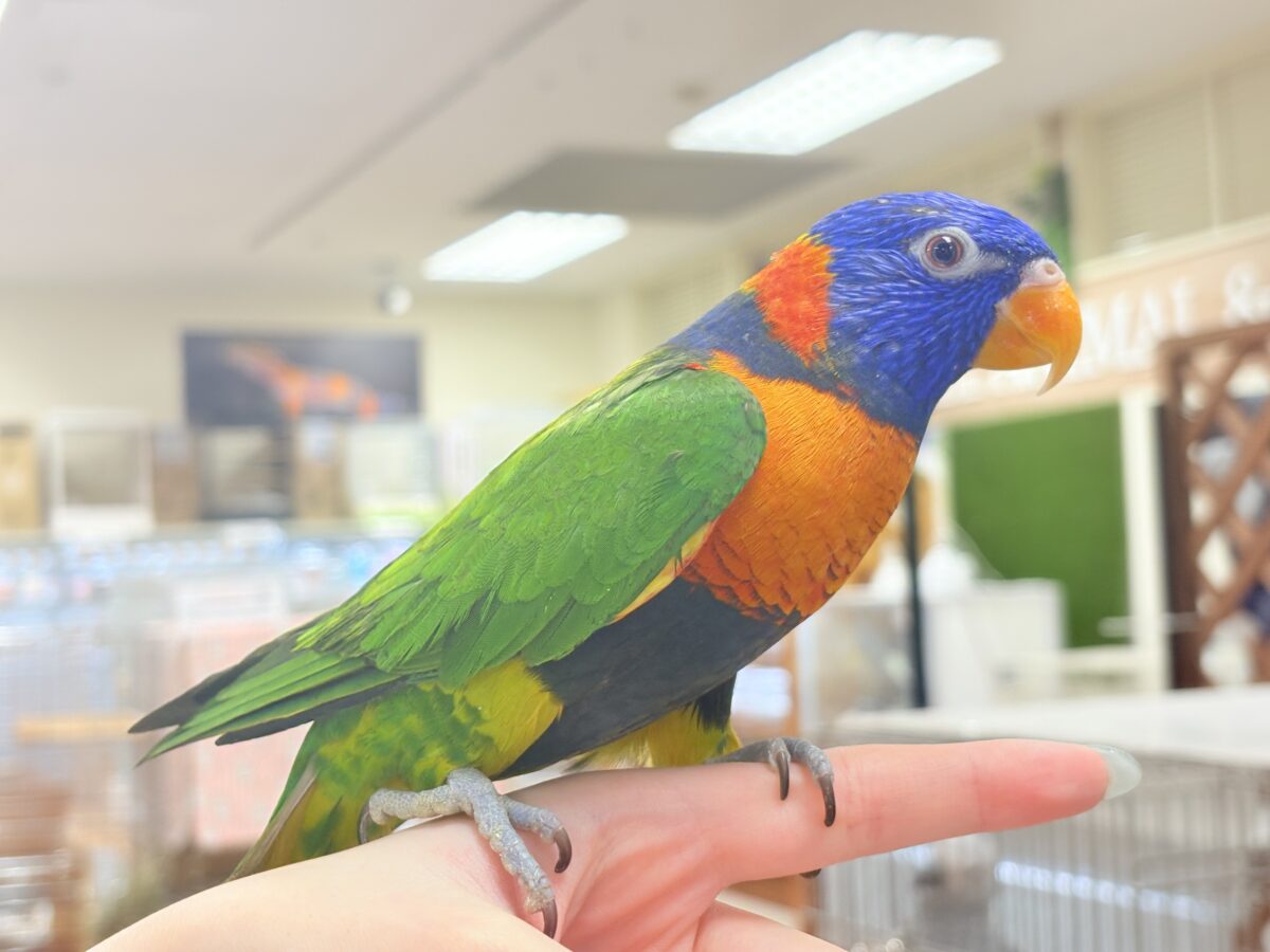 【最新画像】陽気にダンシング🎶✨️💕ゴシキセイガイインコちゃん❣️ ゴシキセイガイインコ