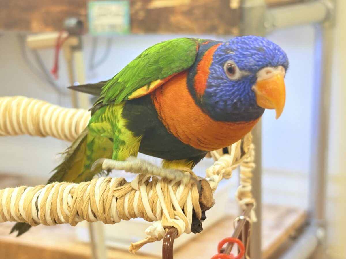 【最新画像】陽気にダンシング🎶✨️💕ゴシキセイガイインコちゃん❣️ ゴシキセイガイインコ