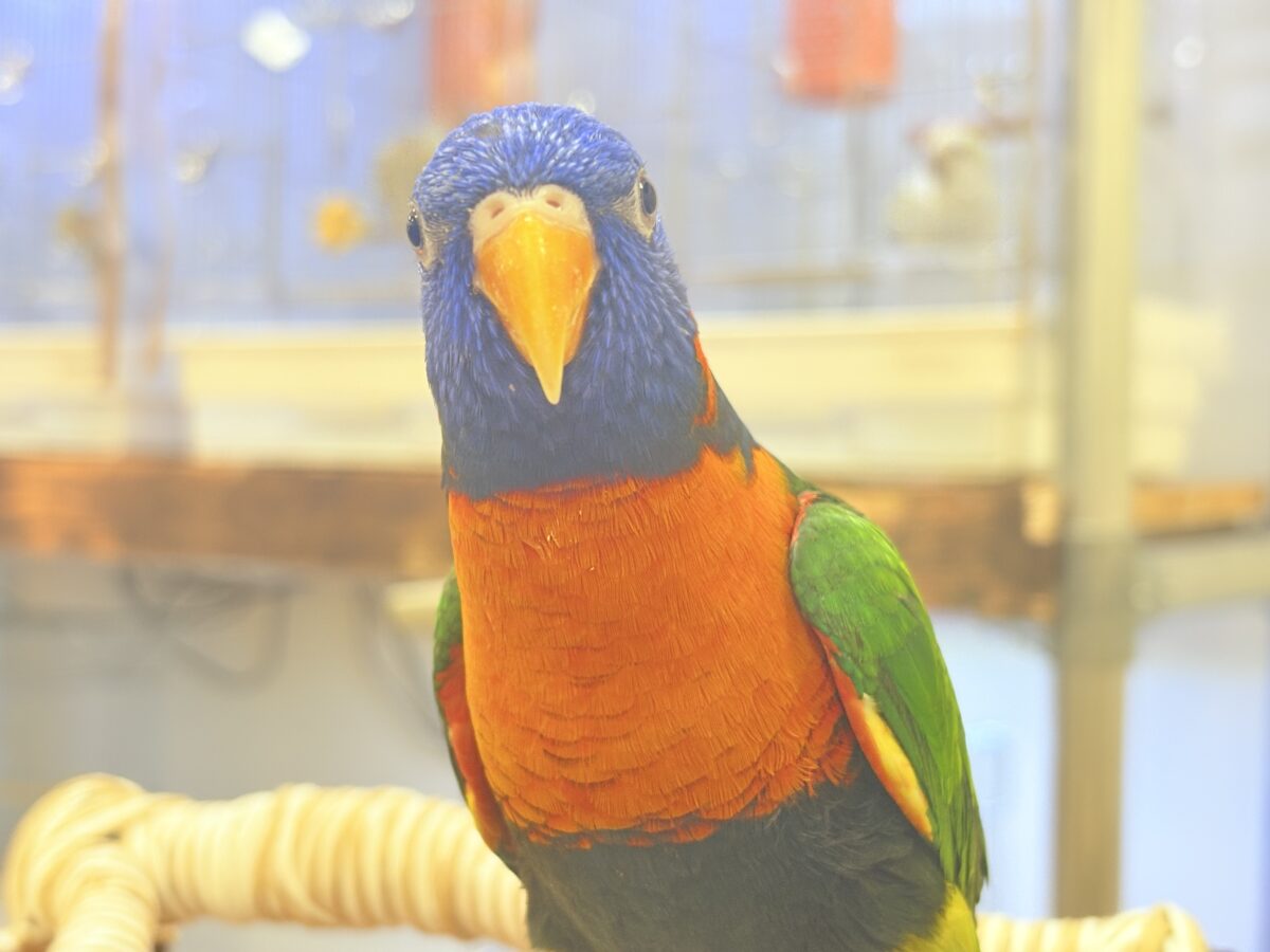 【最新画像】陽気にダンシング🎶✨️💕ゴシキセイガイインコちゃん❣️ ゴシキセイガイインコ