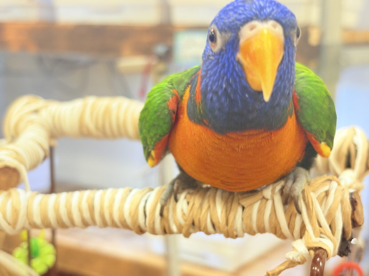 【最新画像】陽気にダンシング🎶✨️💕ゴシキセイガイインコちゃん❣️ ゴシキセイガイインコ