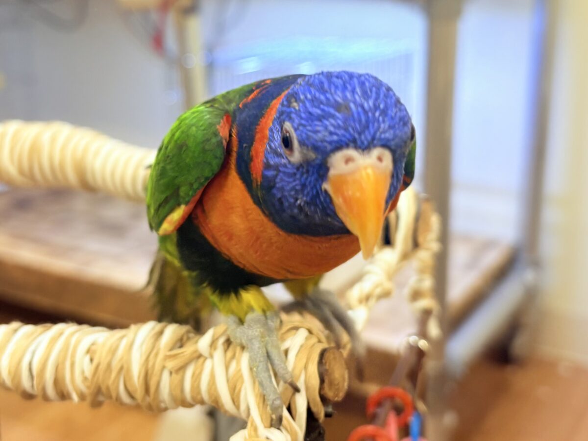 【最新画像】陽気にダンシング🎶✨️💕ゴシキセイガイインコちゃん❣️ ゴシキセイガイインコ