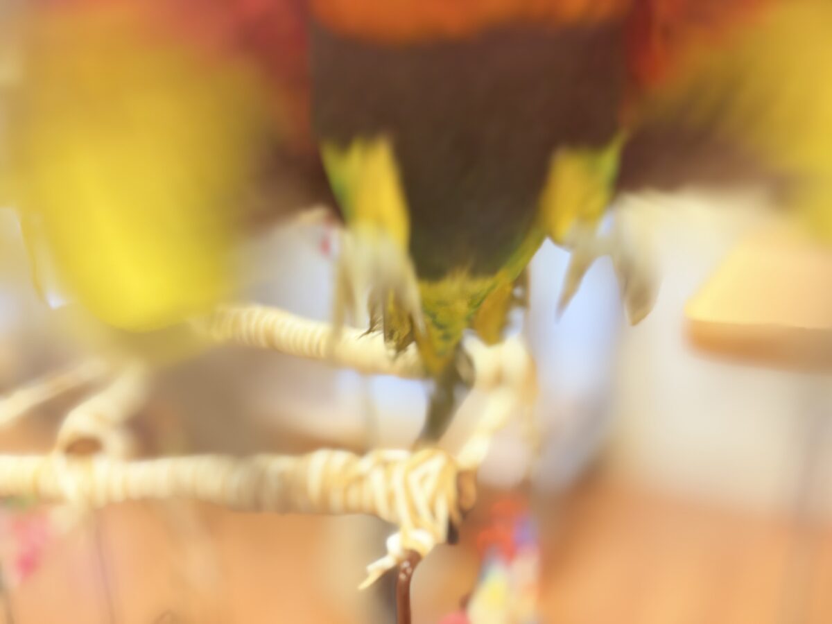 【最新画像】陽気にダンシング🎶✨️💕ゴシキセイガイインコちゃん❣️ ゴシキセイガイインコ