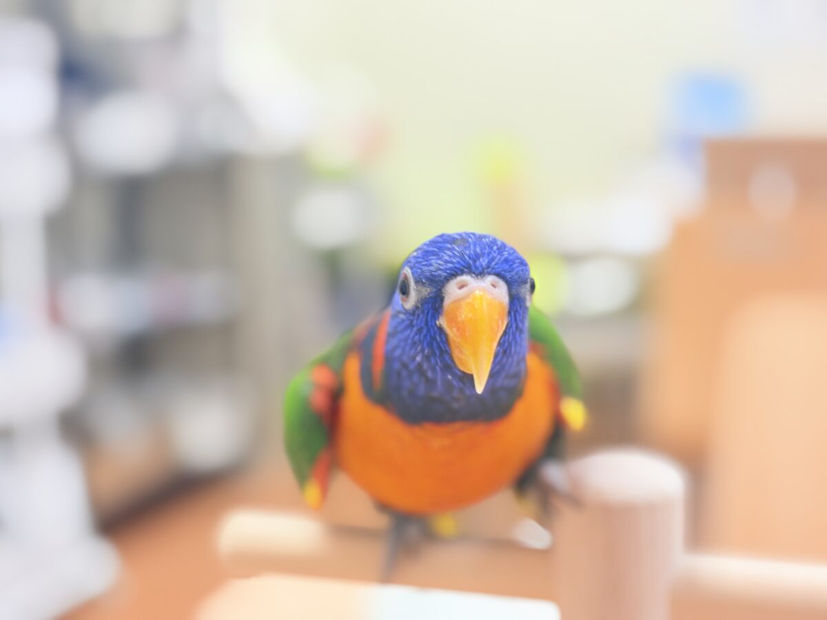【最新画像】陽気にダンシング🎶✨️💕ゴシキセイガイインコちゃん❣️ ゴシキセイガイインコ