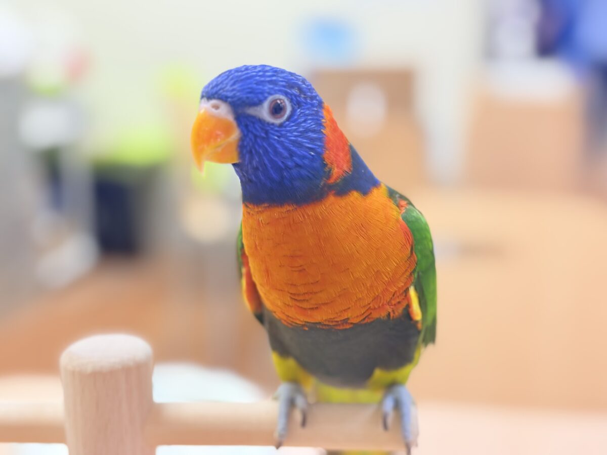 【最新画像】陽気にダンシング🎶✨️💕ゴシキセイガイインコちゃん❣️ ゴシキセイガイインコ