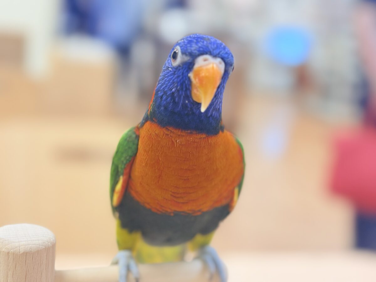 【最新画像】陽気にダンシング🎶✨️💕ゴシキセイガイインコちゃん❣️ ゴシキセイガイインコ
