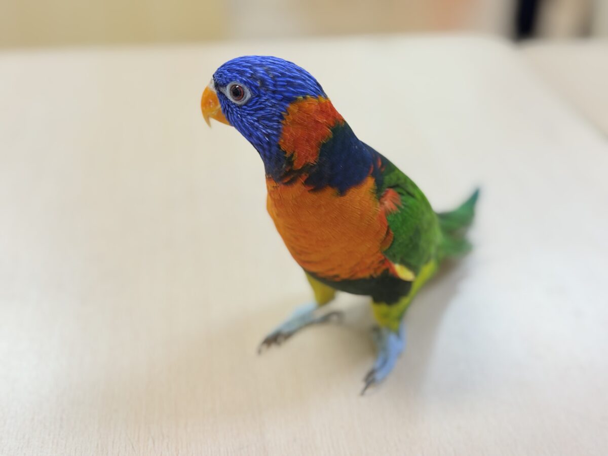 【最新画像】陽気にダンシング🎶✨️💕ゴシキセイガイインコちゃん❣️ ゴシキセイガイインコ