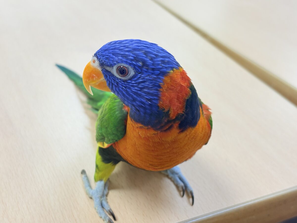 【最新画像】陽気にダンシング🎶✨️💕ゴシキセイガイインコちゃん❣️ ゴシキセイガイインコ