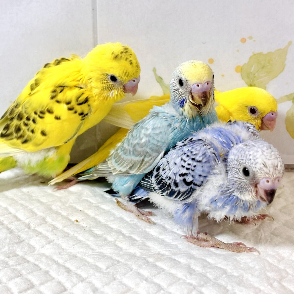 ♡ 🌾赤とんぼ舞い、稲穂が揺れる頃。セキセイインコちゃんたち来てくれました🐥💛💙