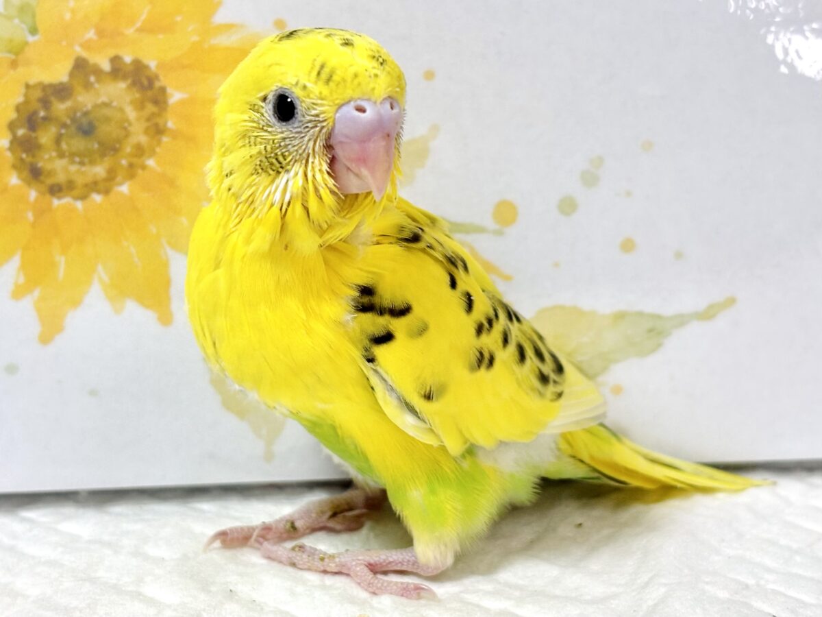 セキセイインコ