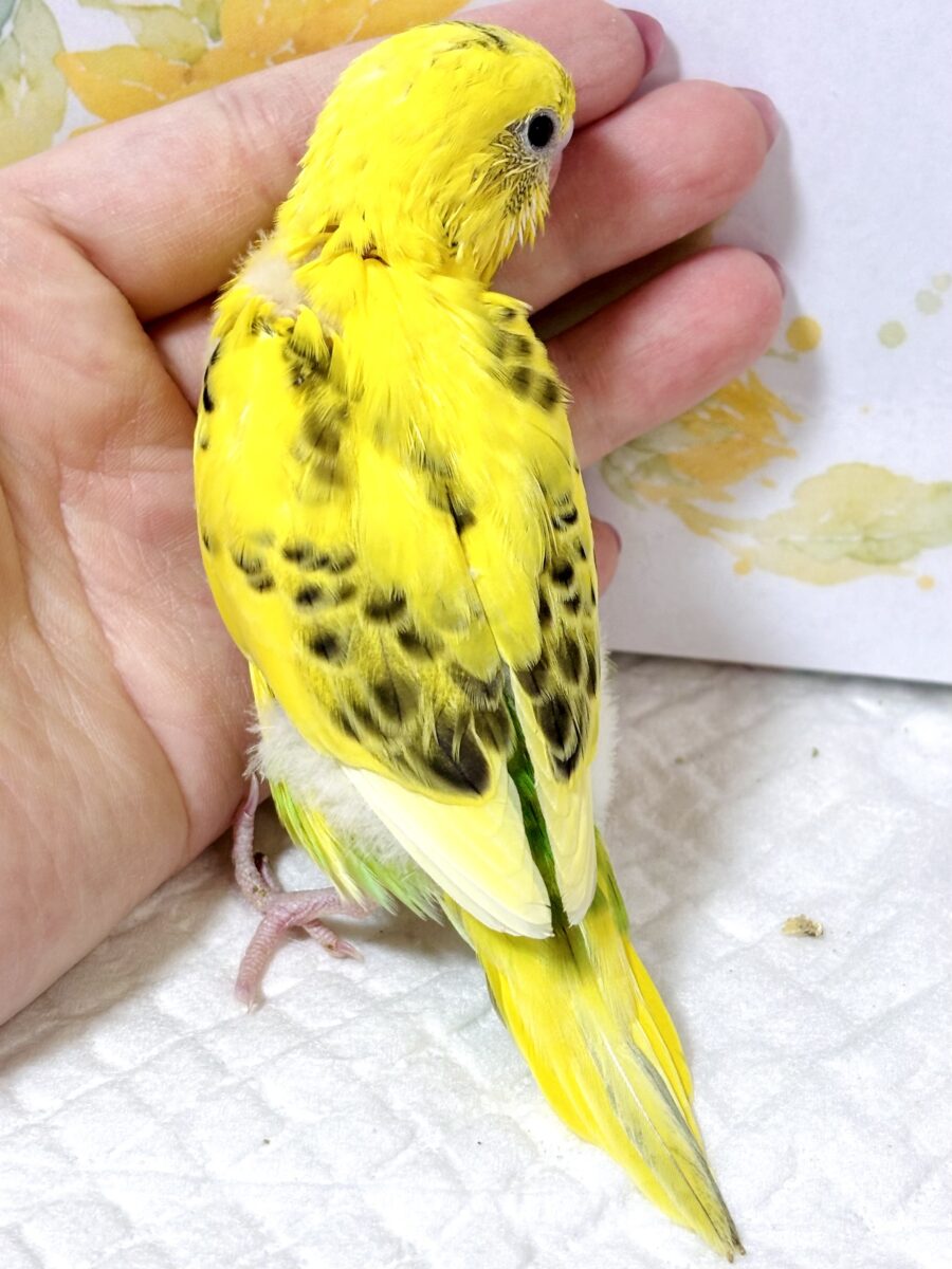 セキセイインコ