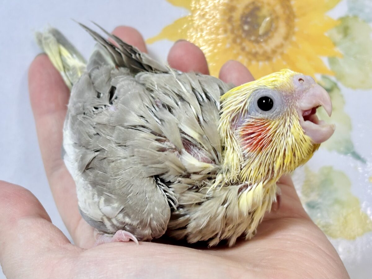 オカメインコ