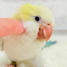【最新画像・動画更新🪄】甘々ポップ🍭もふもふ頭が癒しです🐣🫧オキナインコ(ターコイズブルーパリドオパーリン) ヒナ
