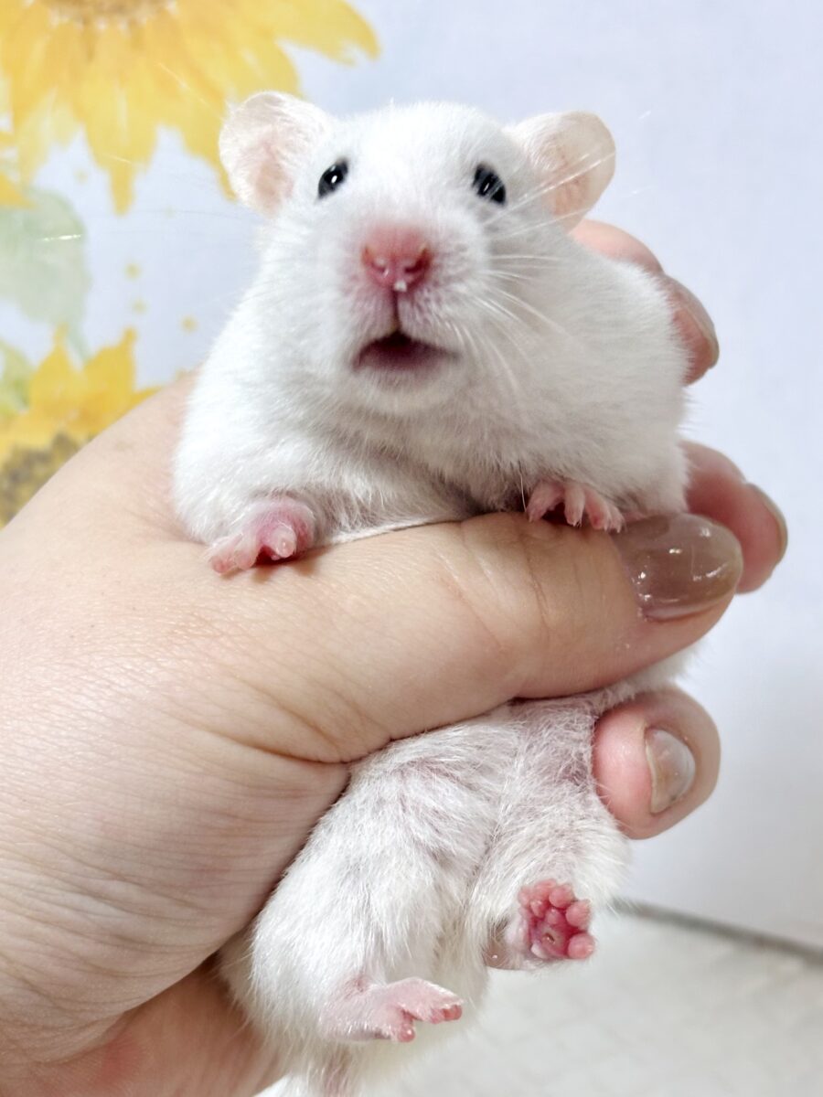 ゴールデンハムスター