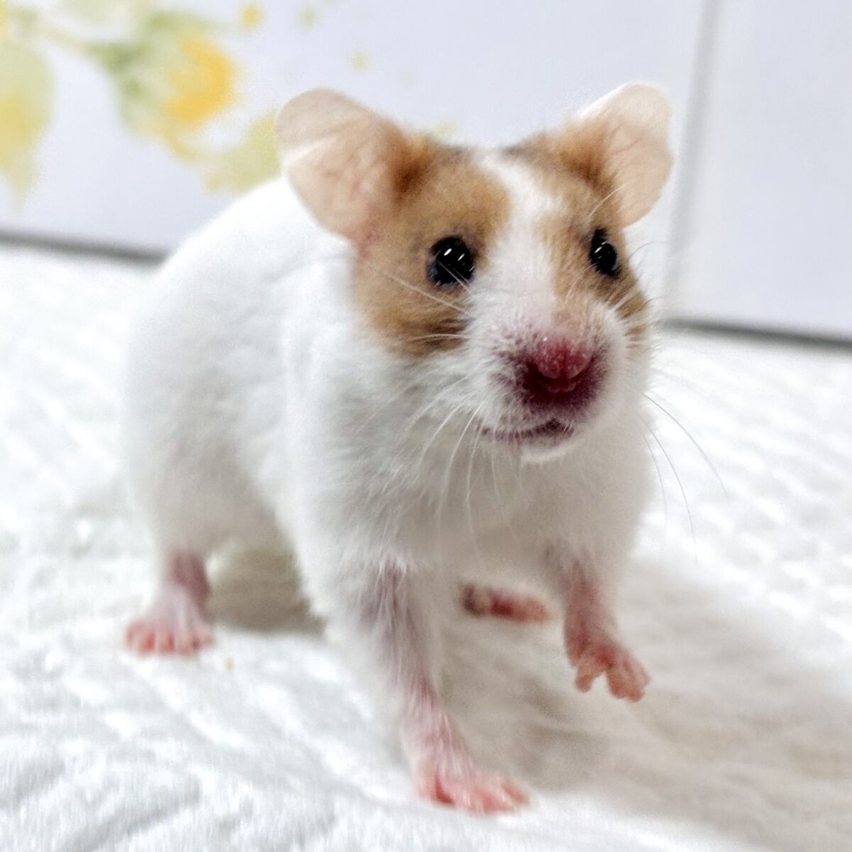 ドワーフハムスターの1種