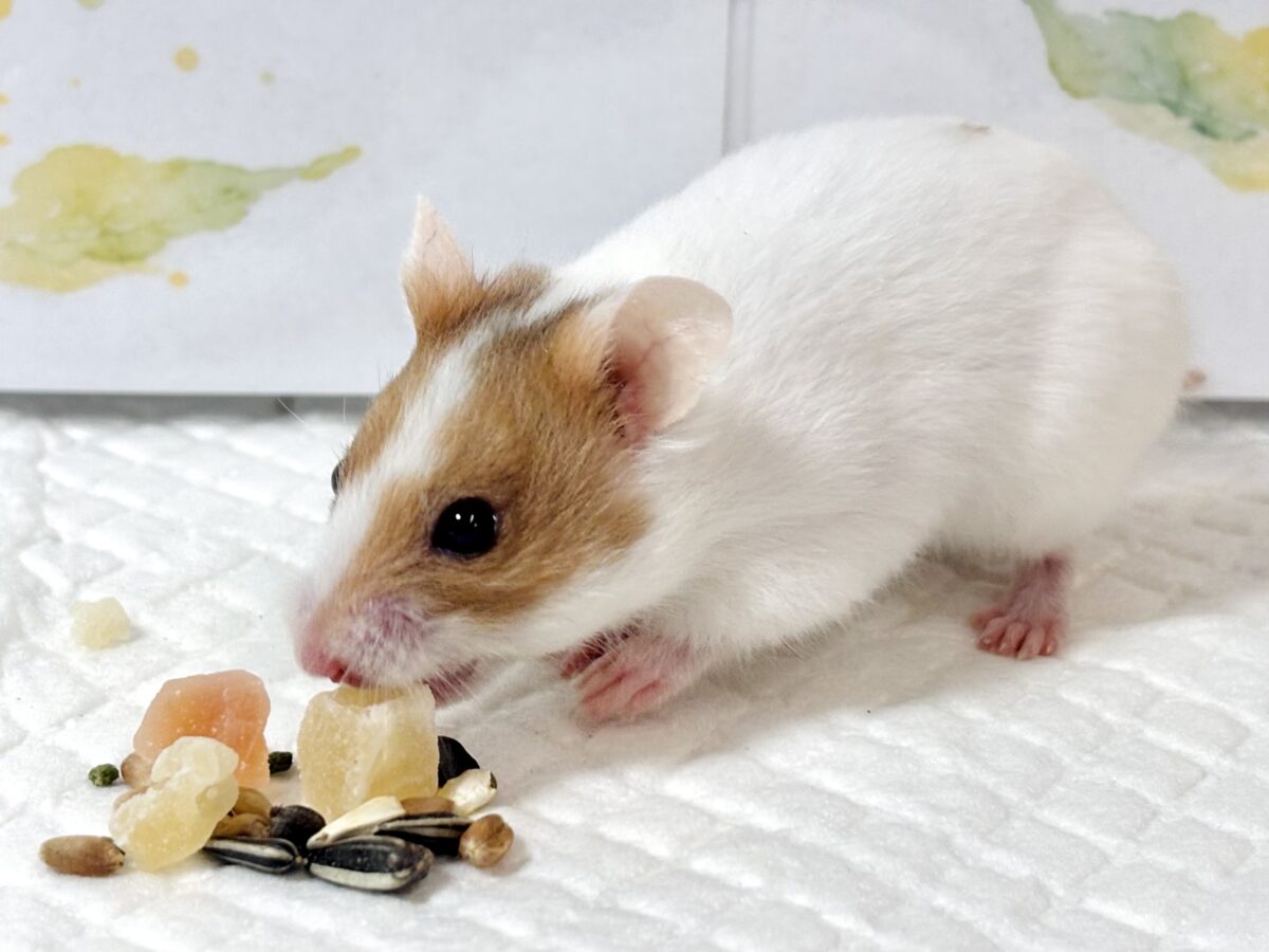 ドワーフハムスターの1種