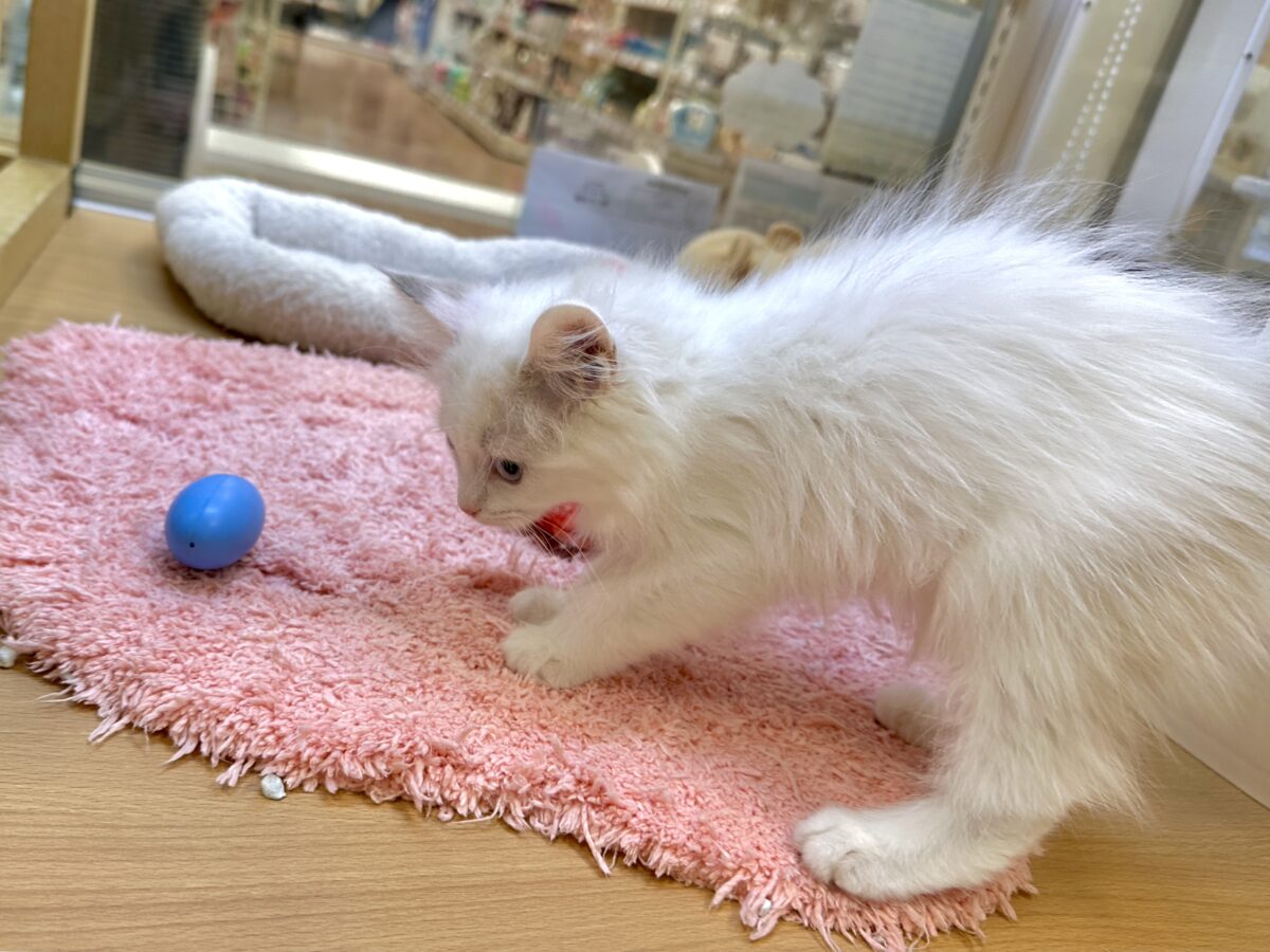 ネヴァマスカレード