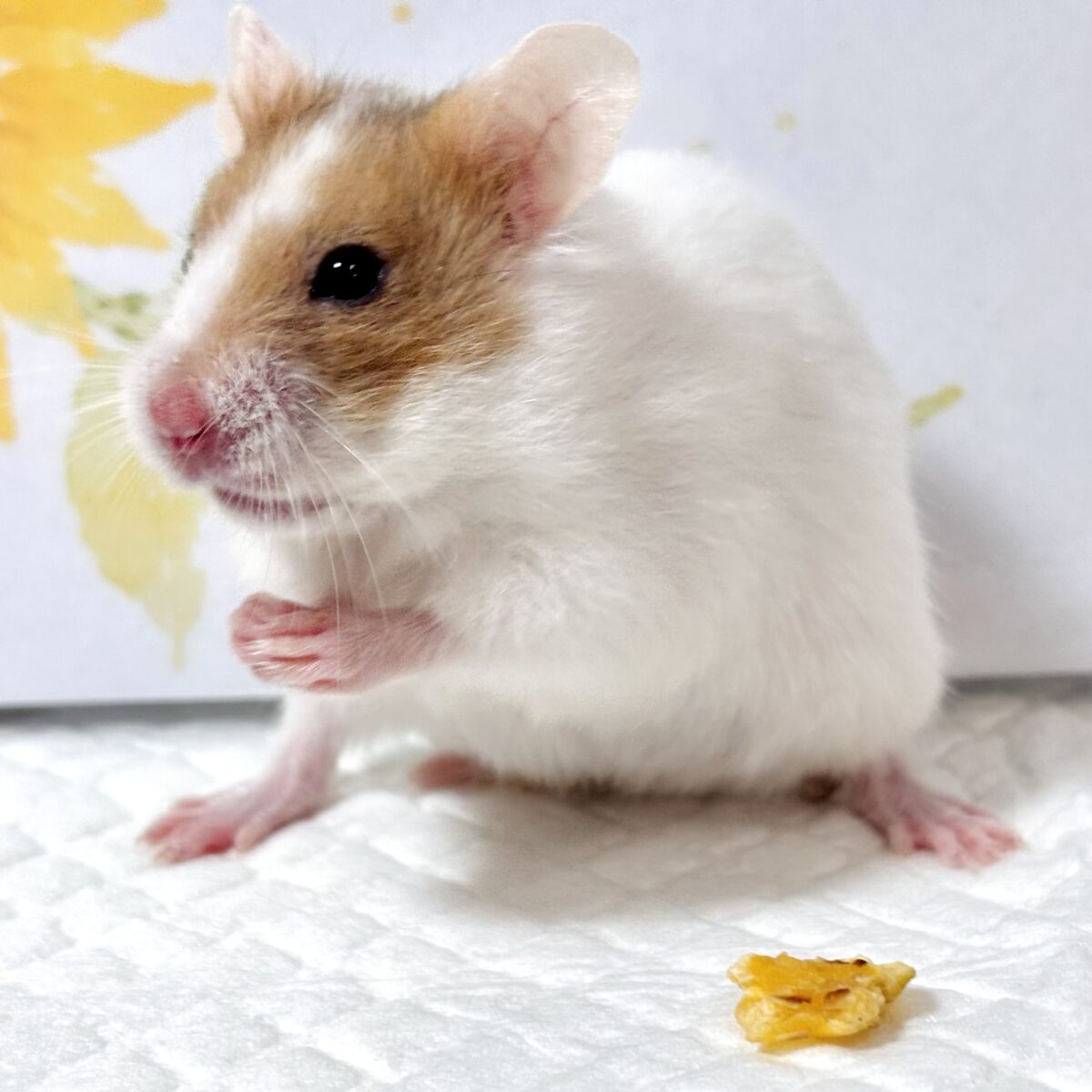 ドワーフハムスターの1種