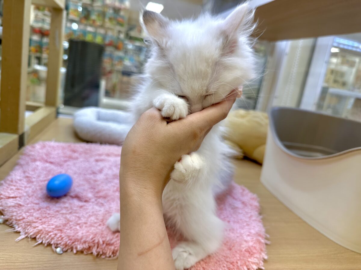 ネヴァマスカレード