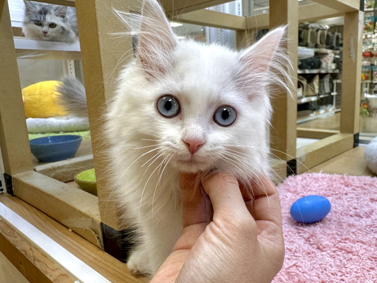 ネヴァマスカレード