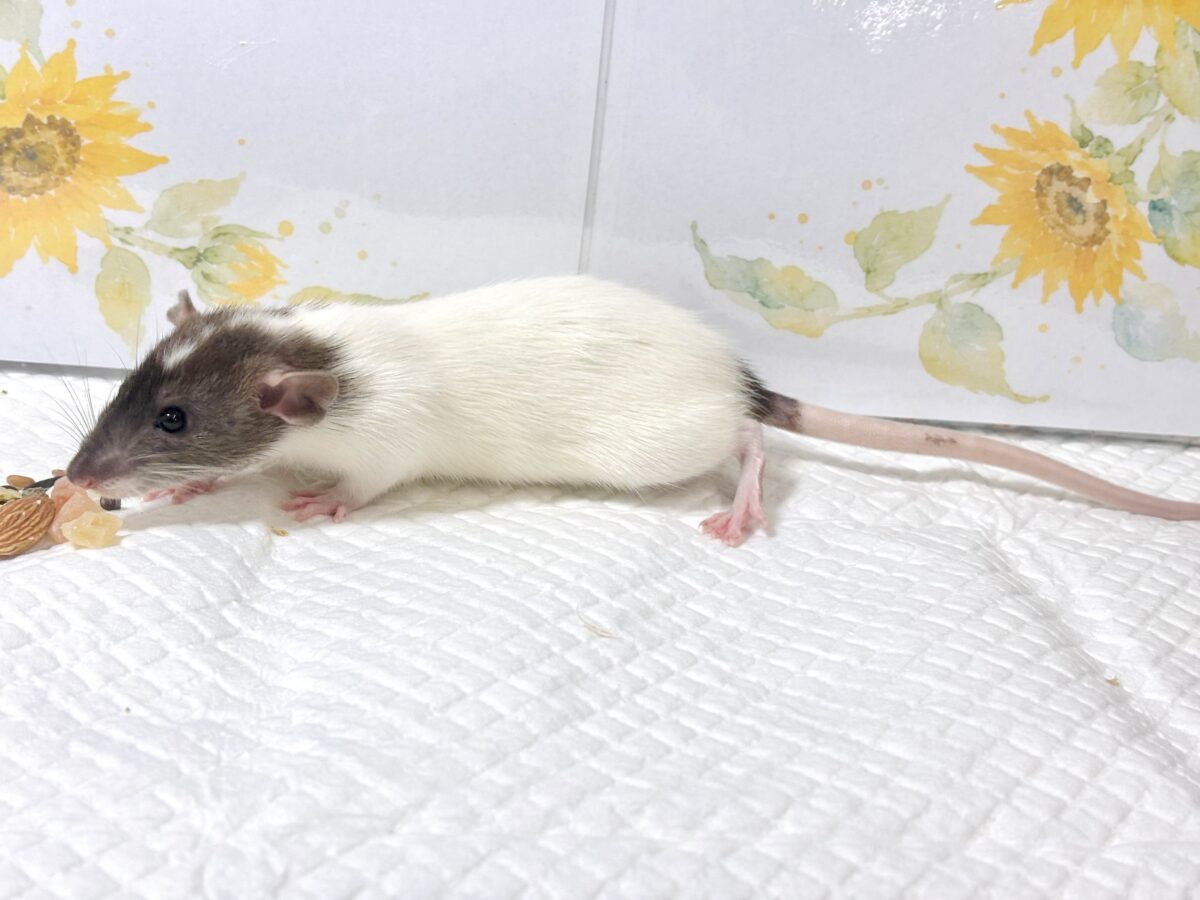 ファンシーラット