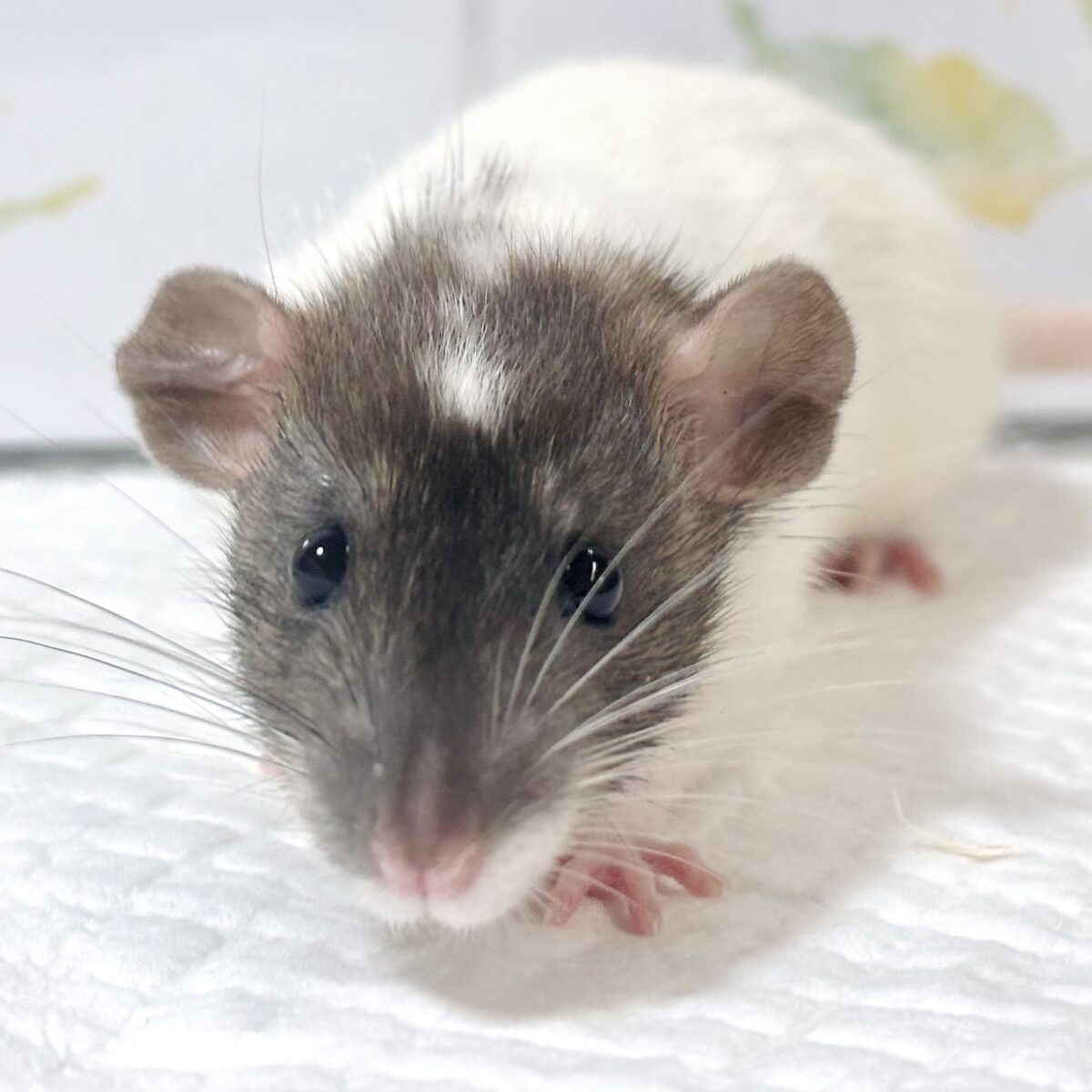 ファンシーラット 女の子 ‪🐭🎀🤎︎︎𓂃⟡.·𖤣𖥧𖥣｡𖤣𖥧𖥣｡