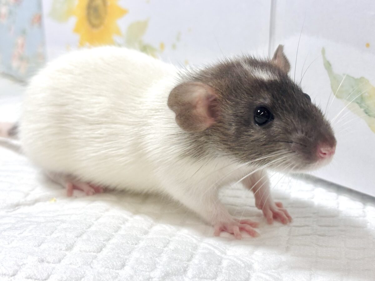 ファンシーラット