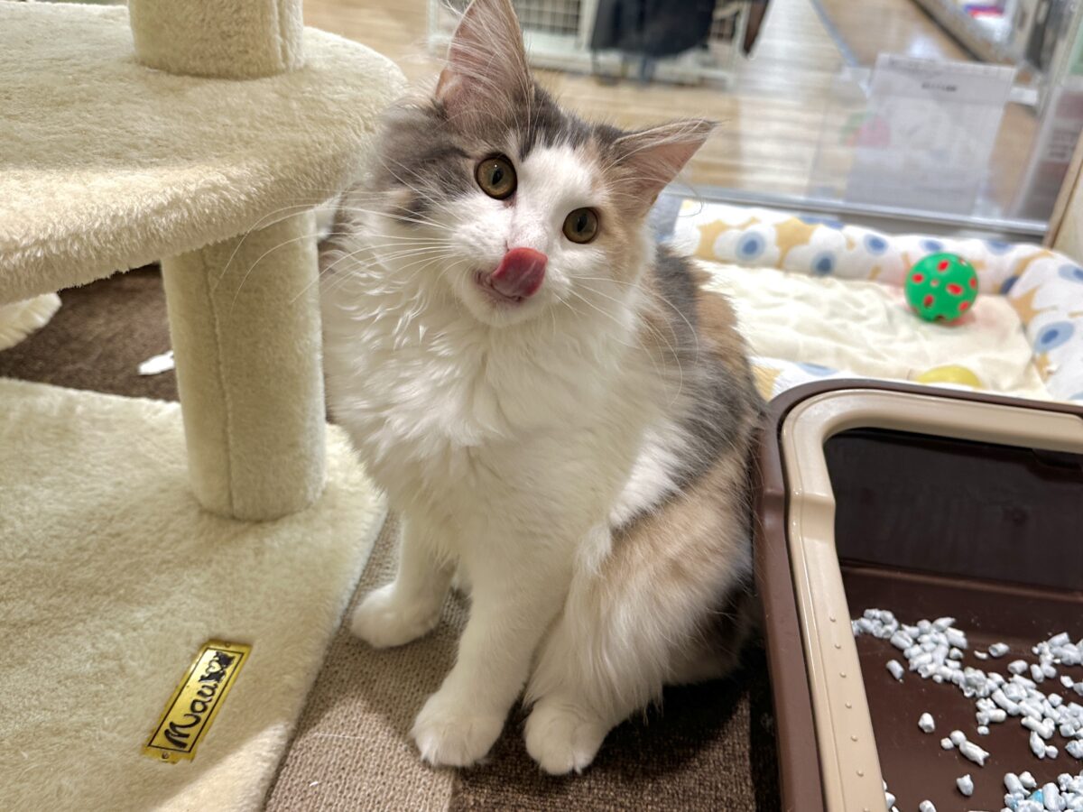 ノルウェージャンフォレストキャット