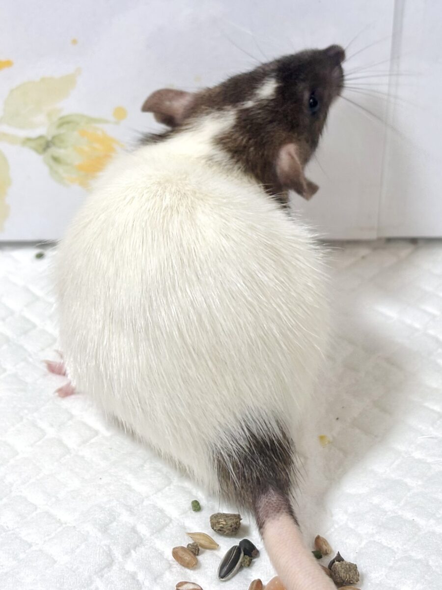 ファンシーラット