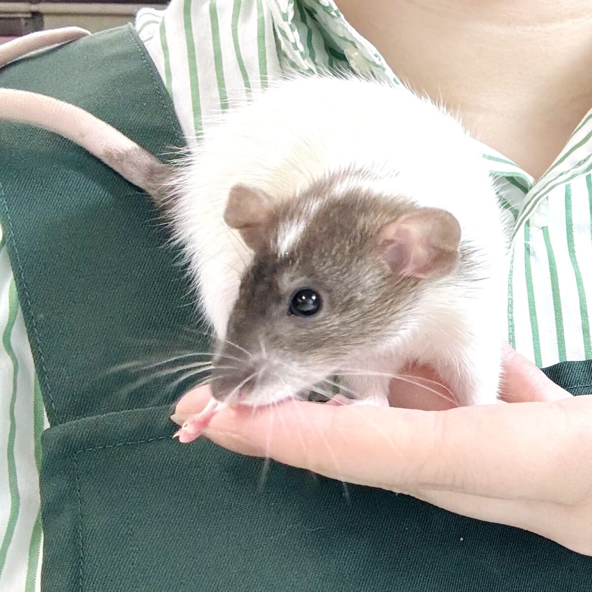 ファンシーラット