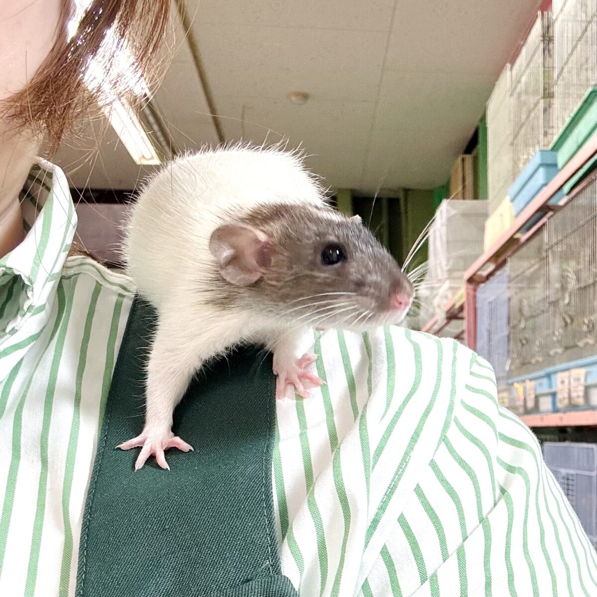 ファンシーラット