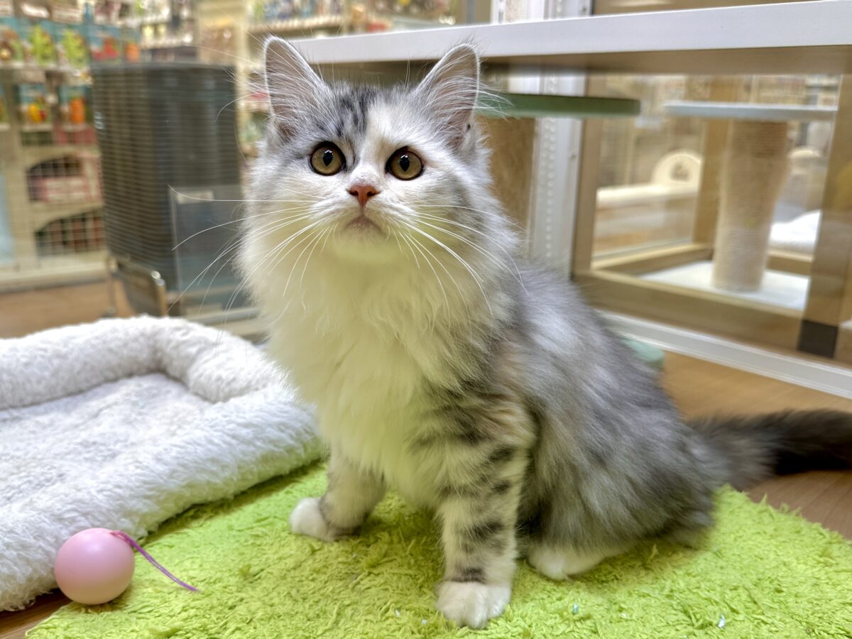 スコティッシュフォールド