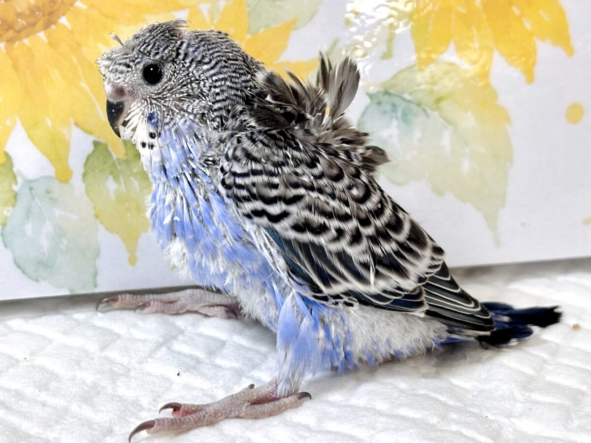 羽衣セキセイインコ