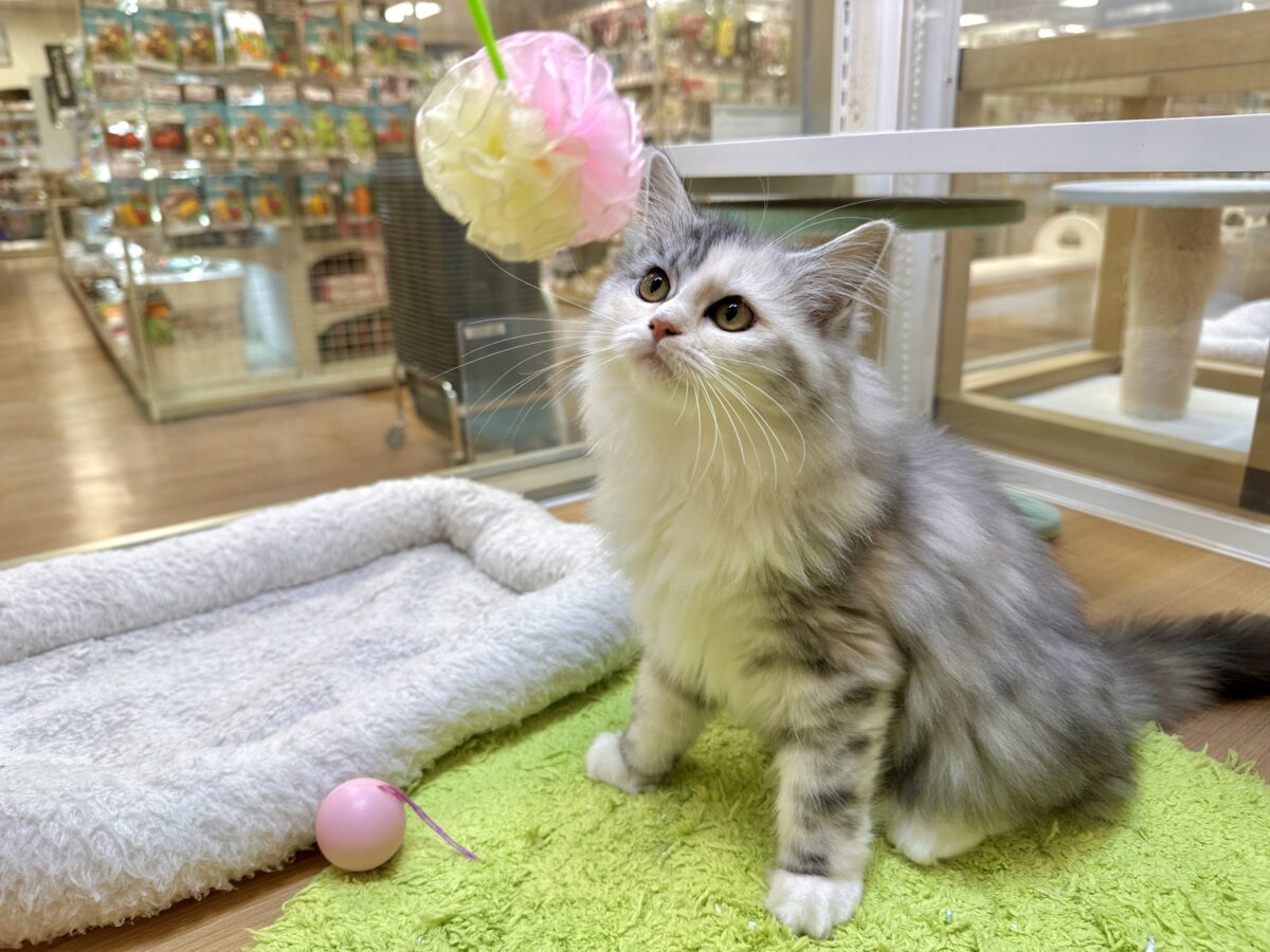 スコティッシュフォールド