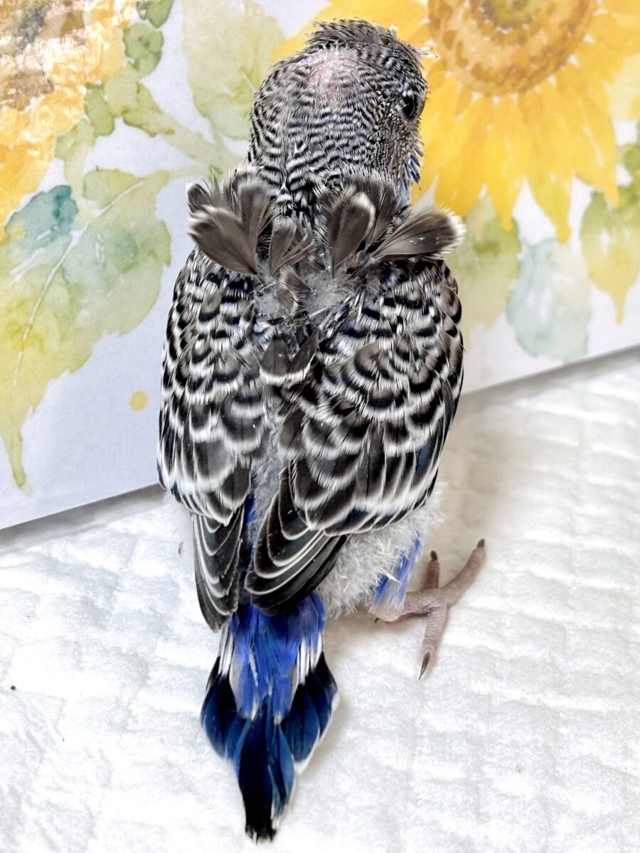 羽衣セキセイインコ