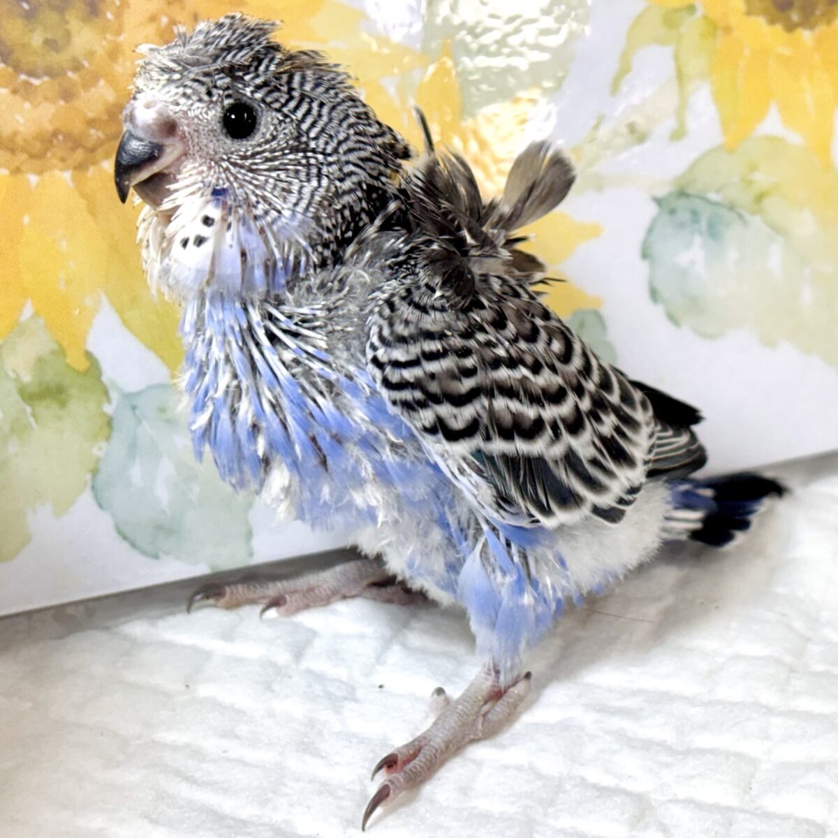 羽衣セキセイインコ