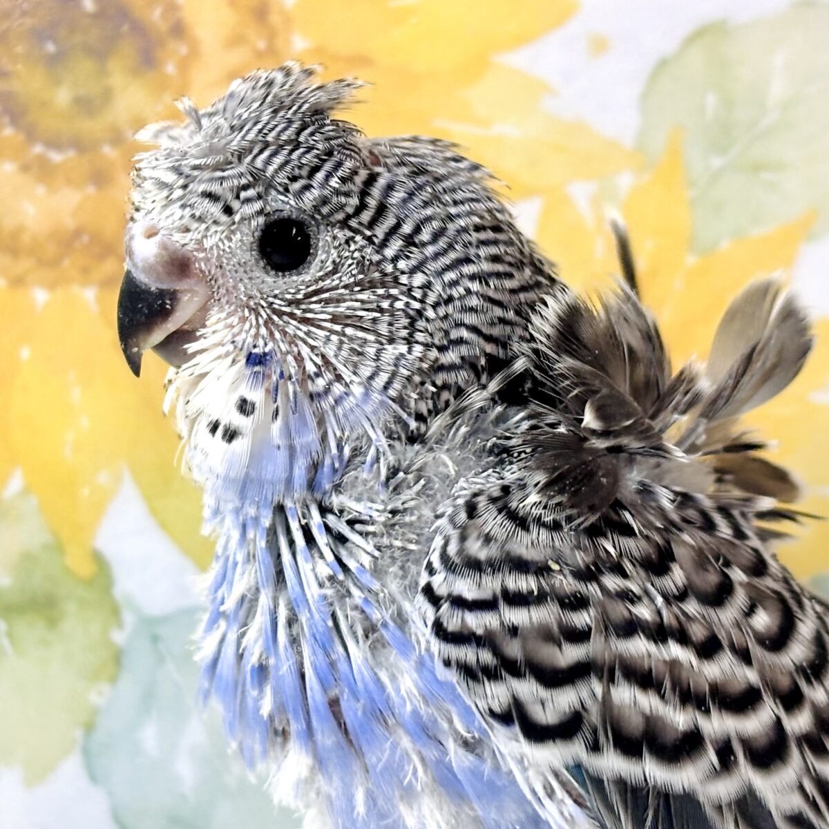 羽衣セキセイインコ