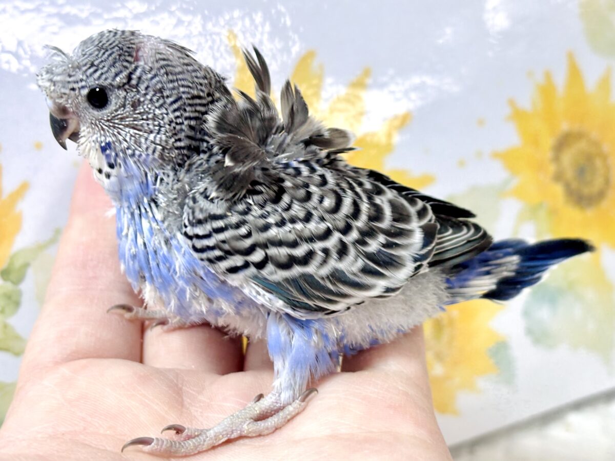 羽衣セキセイインコ