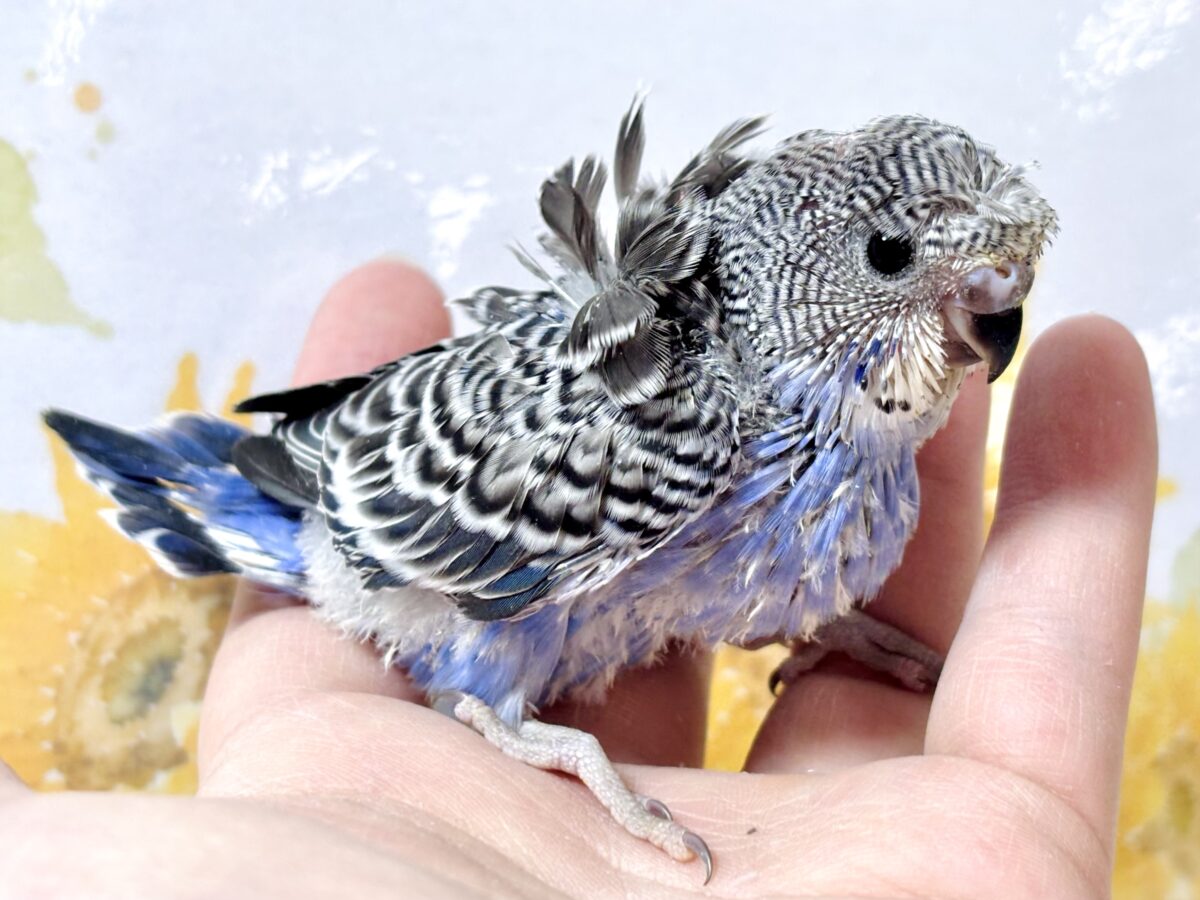 羽衣セキセイインコ