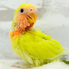 【最新画像更新🪄】存在感が太陽みたい🐣☀️コザクラインコ(ゴールデンチェリー) ヒナ