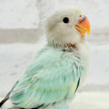 【最新画像更新🪄】もふふわ天使🐣✿.*･コザクラインコ(ブルーチェリーオパーリンパイド) ヒナ