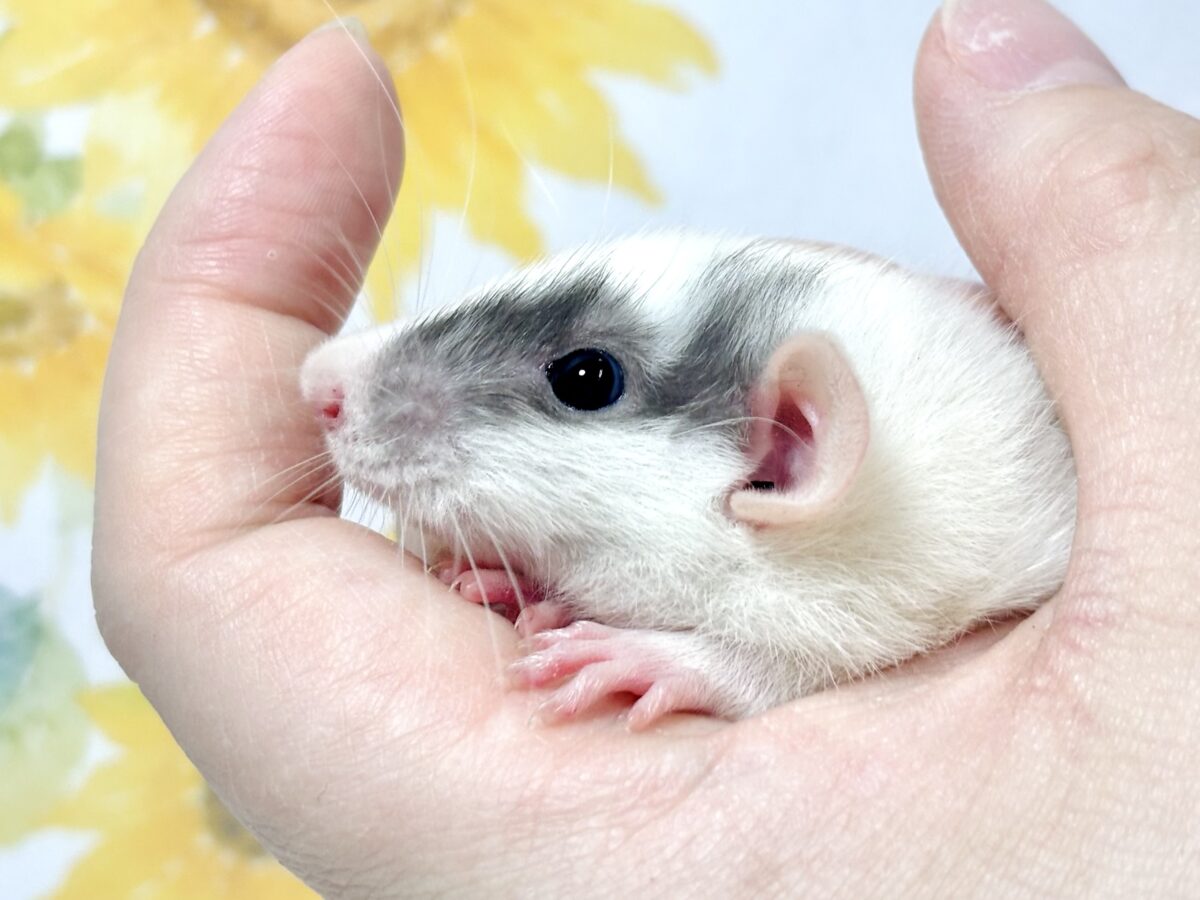 🐭 ちいさな手のひらサイズ♡ファンシーラットの男の子 ファンシーラット