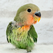 【最新画像更新🪄】ぽやぽや〜っとおっとりさん𓈒𓏸︎︎︎︎ 𓈒𓂂𓏸コザクラインコ(ノーマル) ヒナ