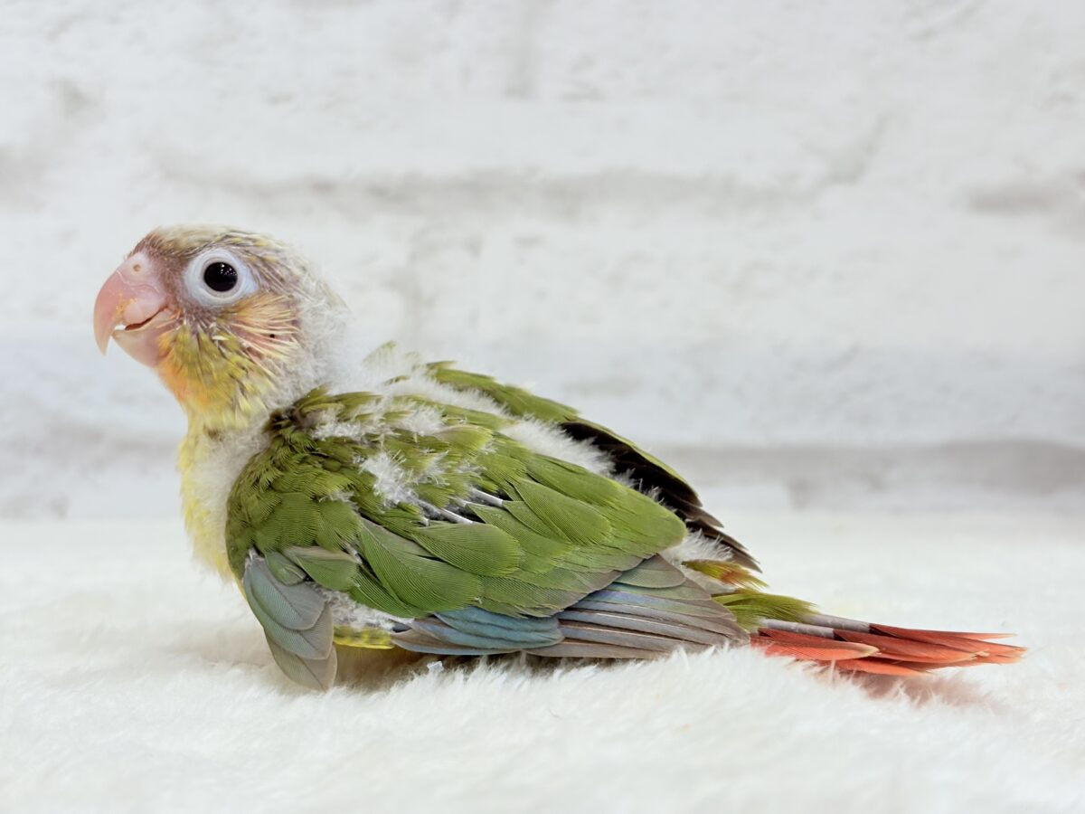 ホオミドリウロコインコ