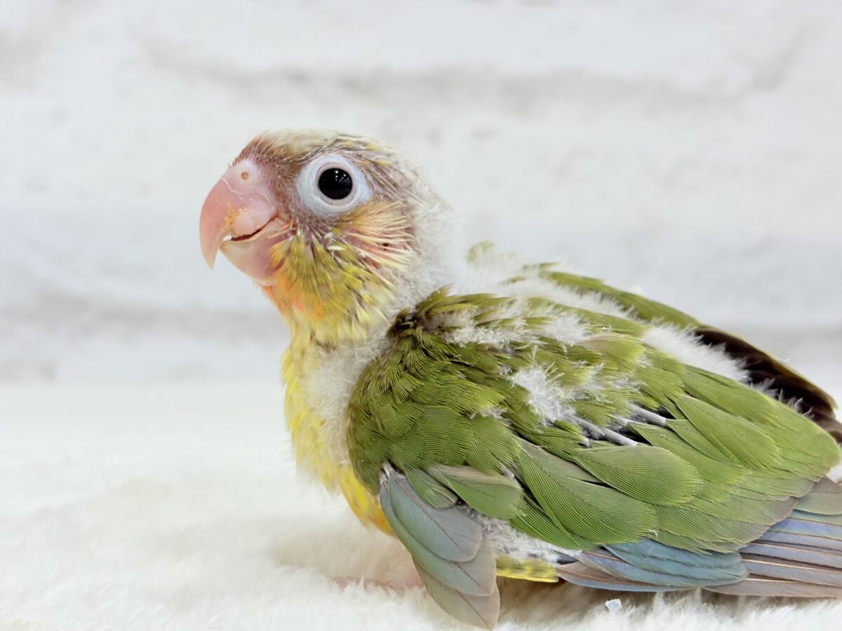 ホオミドリウロコインコ