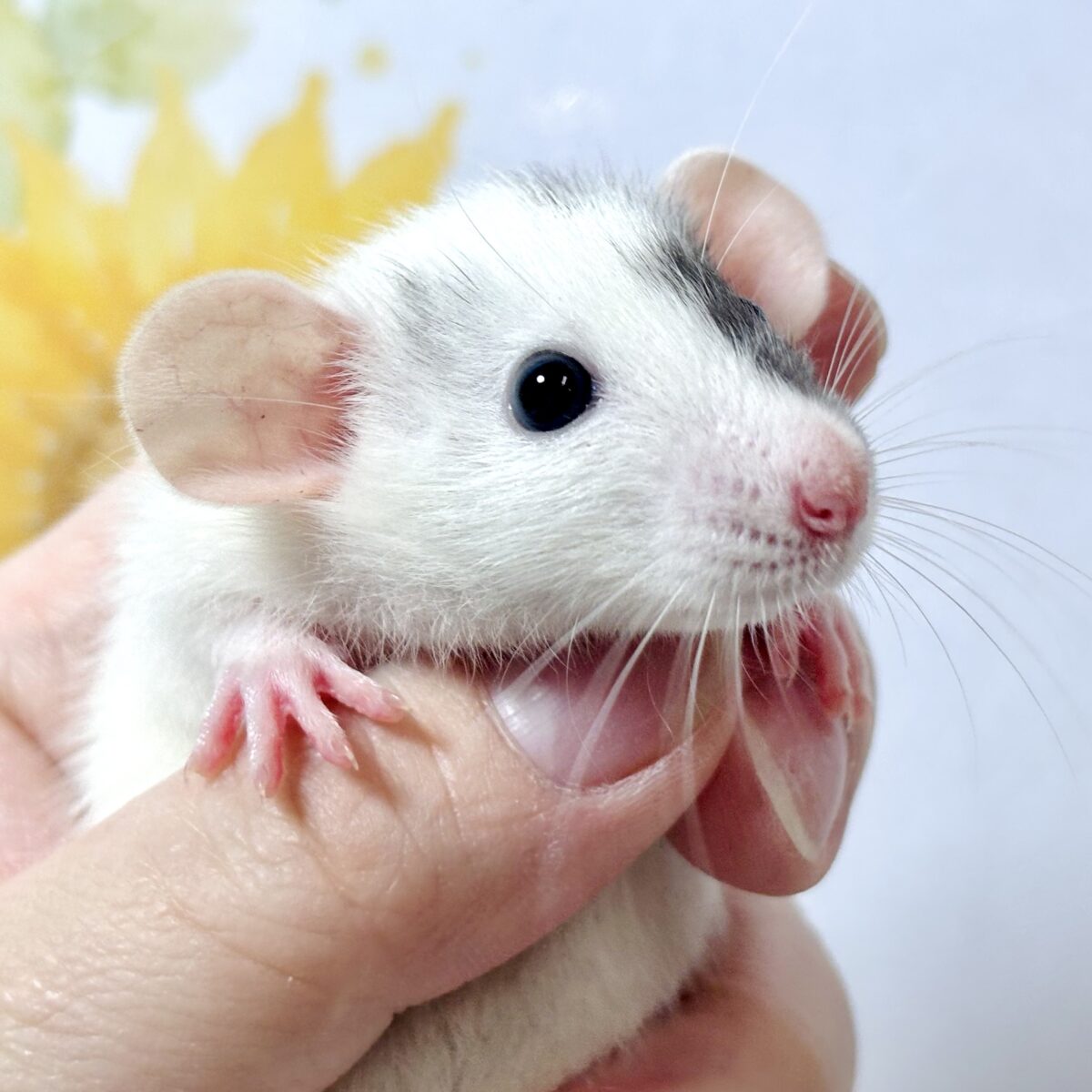 🐭 ちいさな手のひらサイズ♡ファンシーラットの男の子