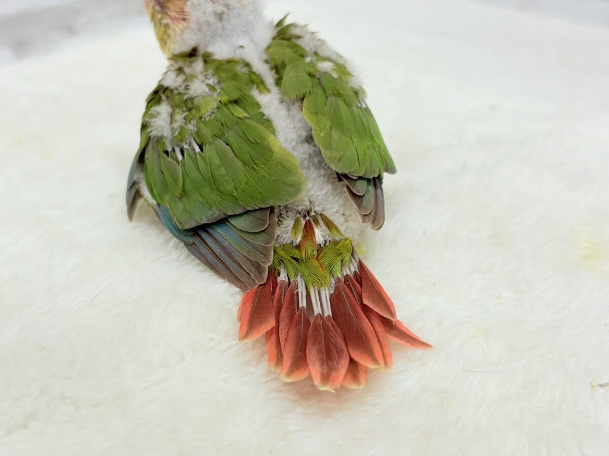 ホオミドリウロコインコ