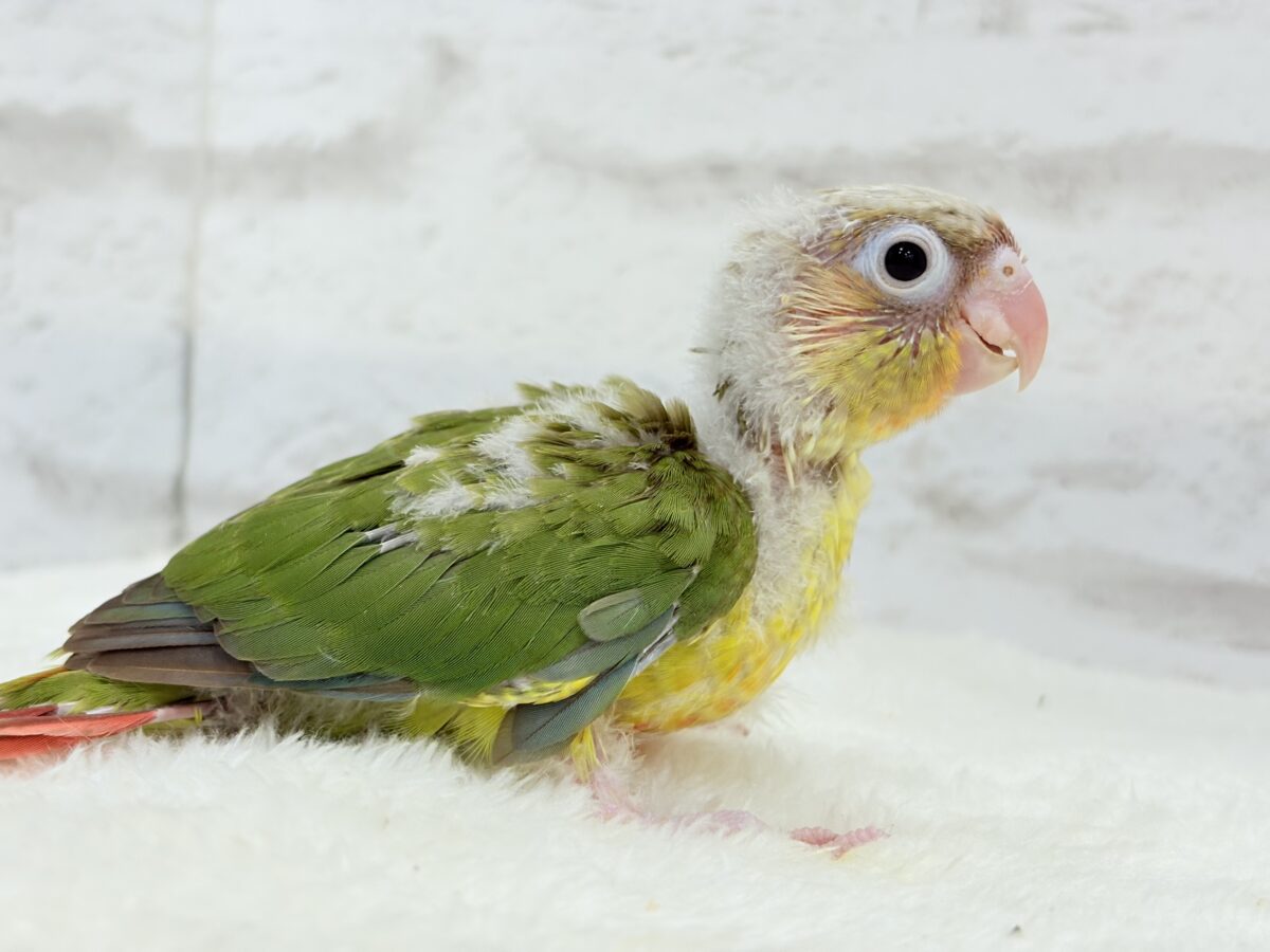 ホオミドリウロコインコ