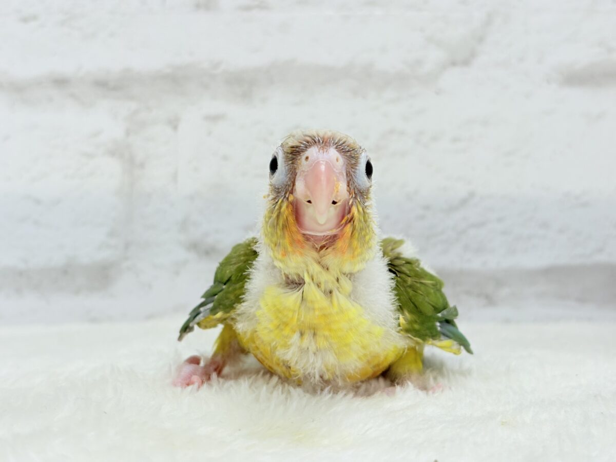ホオミドリウロコインコ