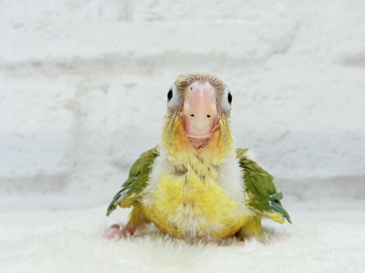 ホオミドリウロコインコ
