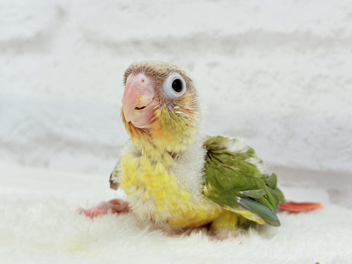 ホオミドリウロコインコ